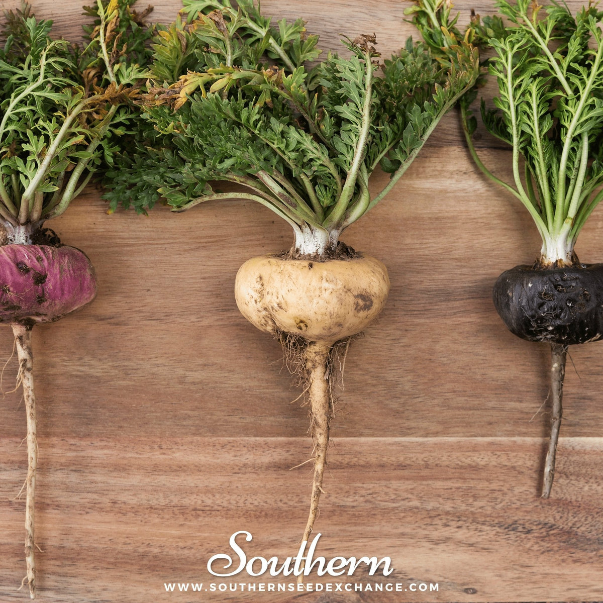 Maca – 25 Seeds