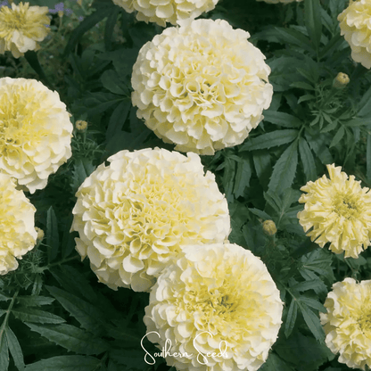 Moonlight African Marigold – 50 Seeds