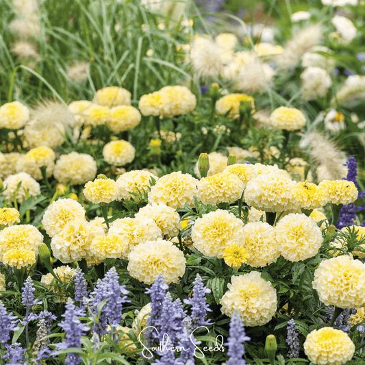 Moonlight African Marigold – 50 Seeds