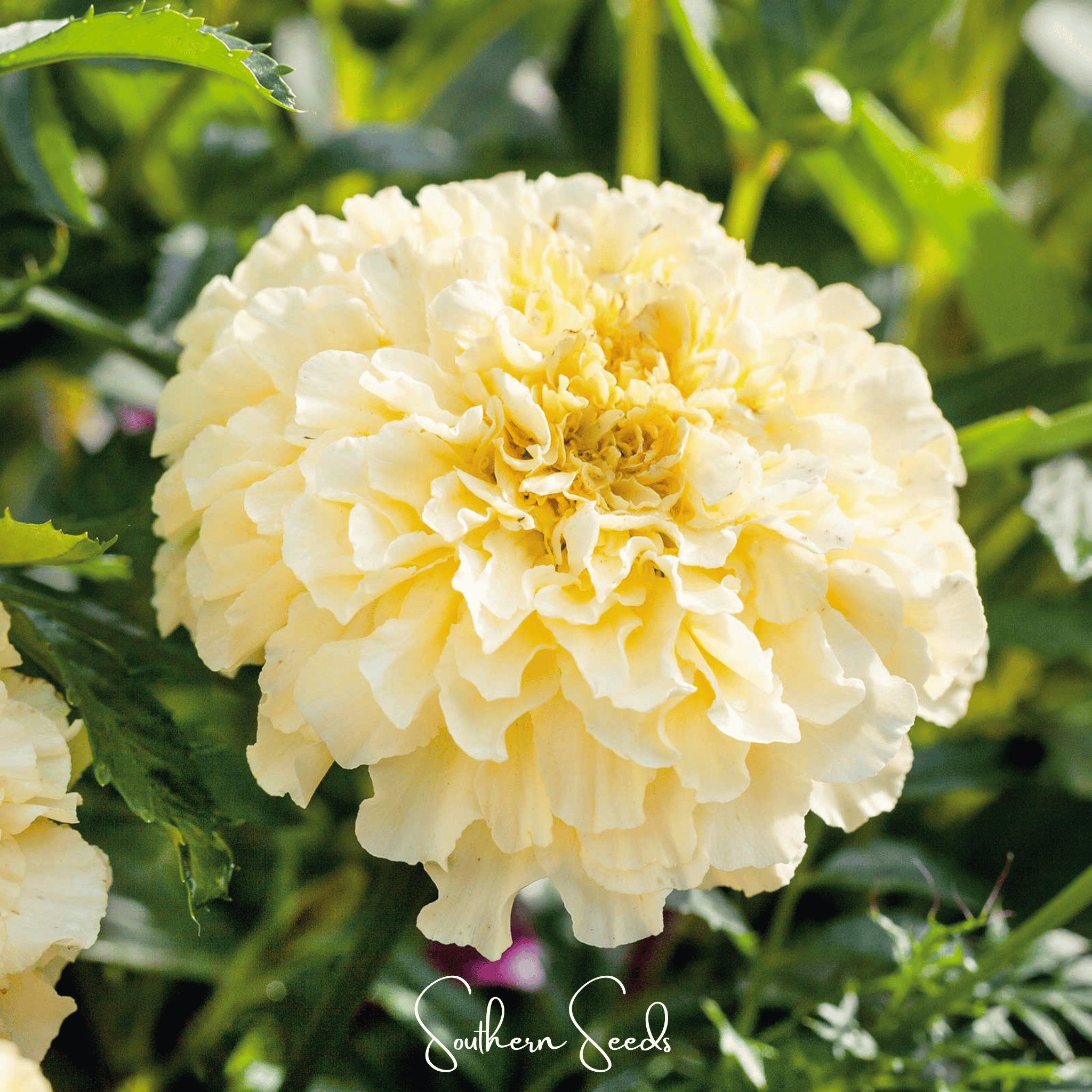 Moonlight African Marigold – 50 Seeds