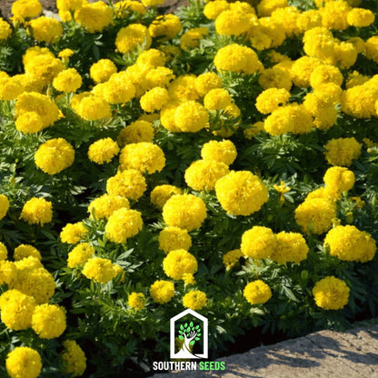 Crackerjack Marigold – 100 Seeds