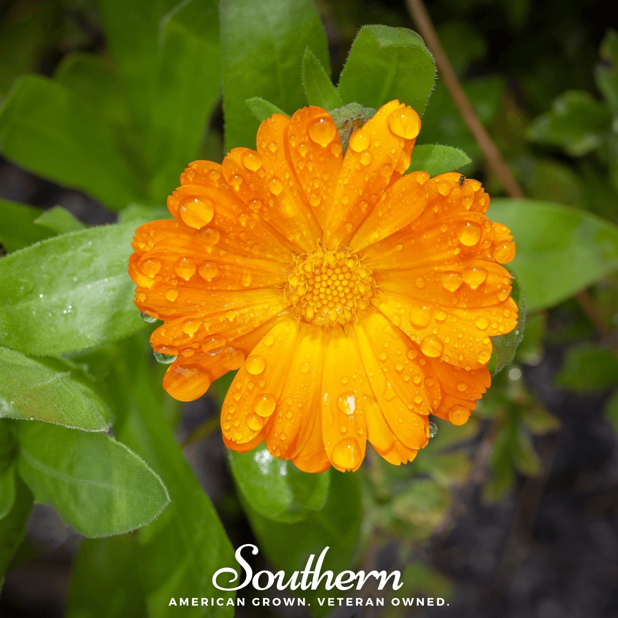 English Marigold – 100 Seeds