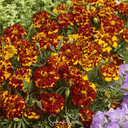 Bolero French Marigold – 50 Seeds