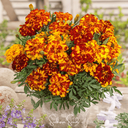 Bolero French Marigold – 50 Seeds
