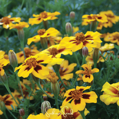 Naughty Marietta Marigold – 100 Seeds