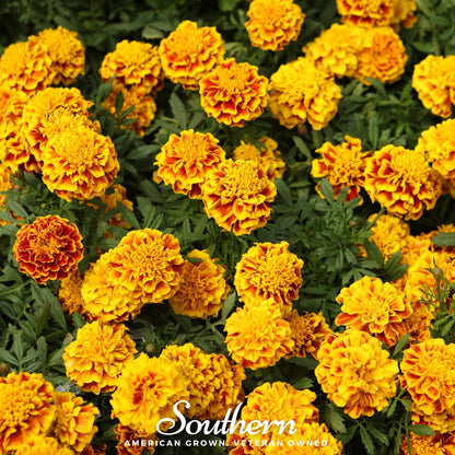 Sparky Marigold (French) – 100 Seeds