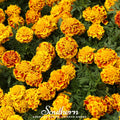 Sparky Marigold (French) – 100 Seeds