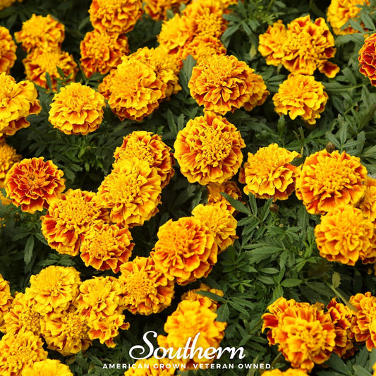 Sparky Marigold (French) – 100 Seeds