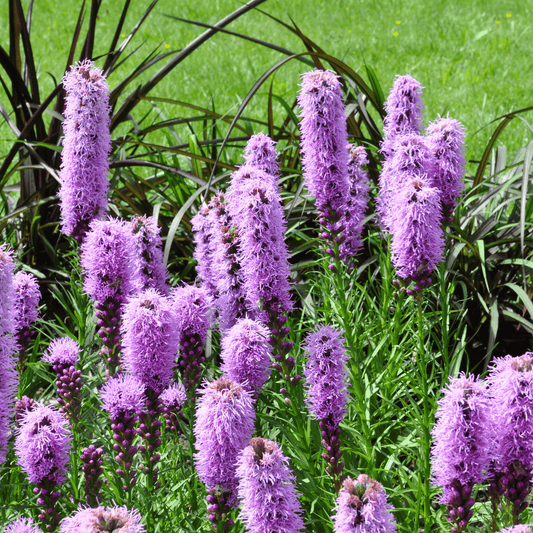 Marsh Blazing Star – 50 Seeds