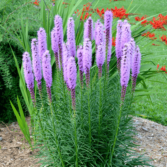 Marsh Blazing Star – 50 Seeds