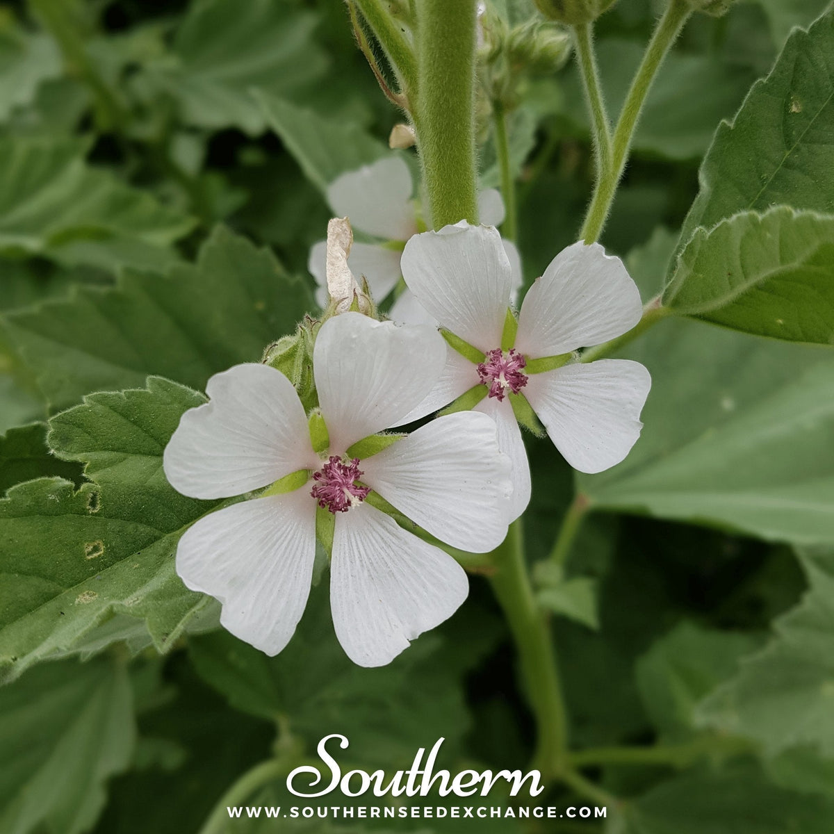 Marshmallow – 50 Seeds