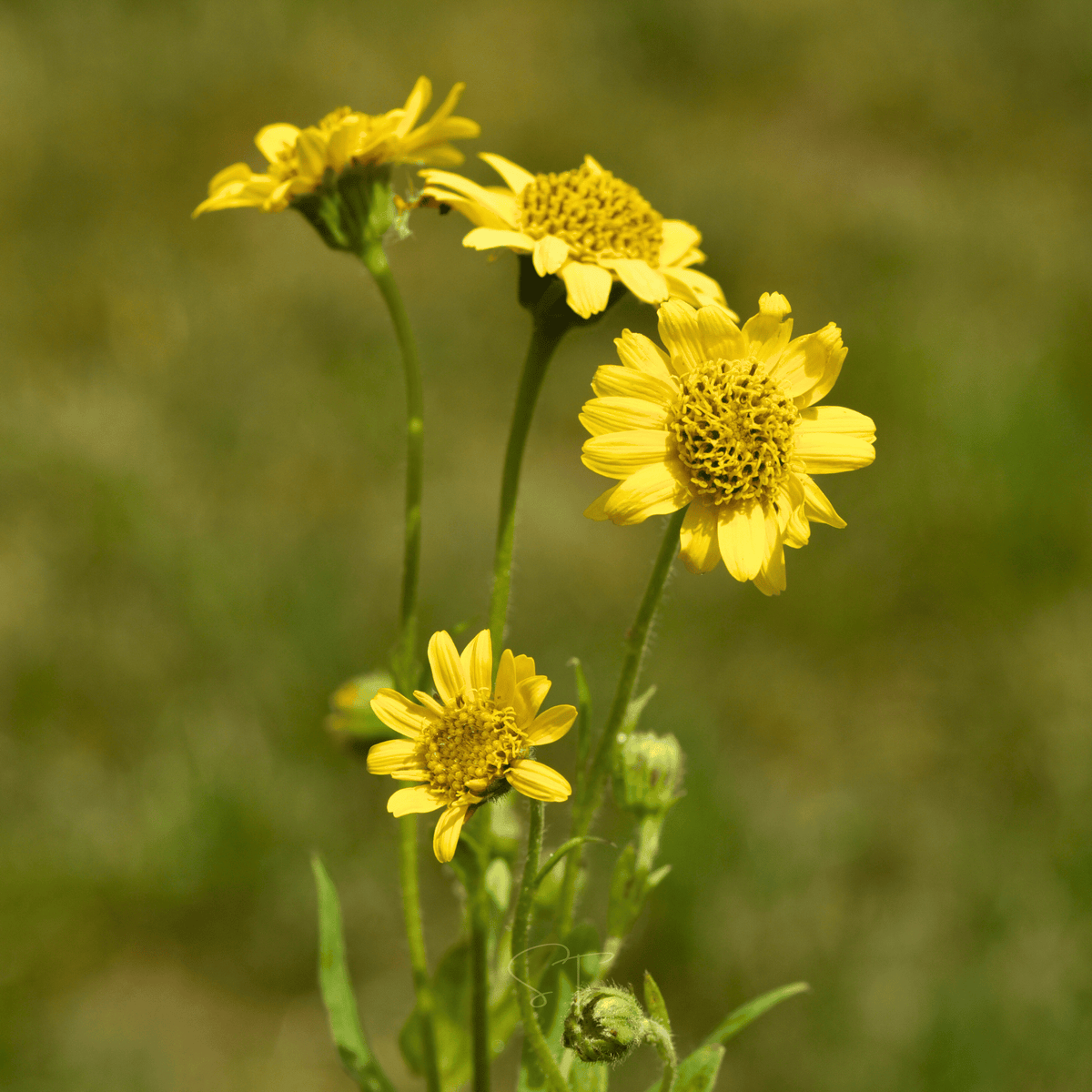 Meadow Arnica – 20 Seeds