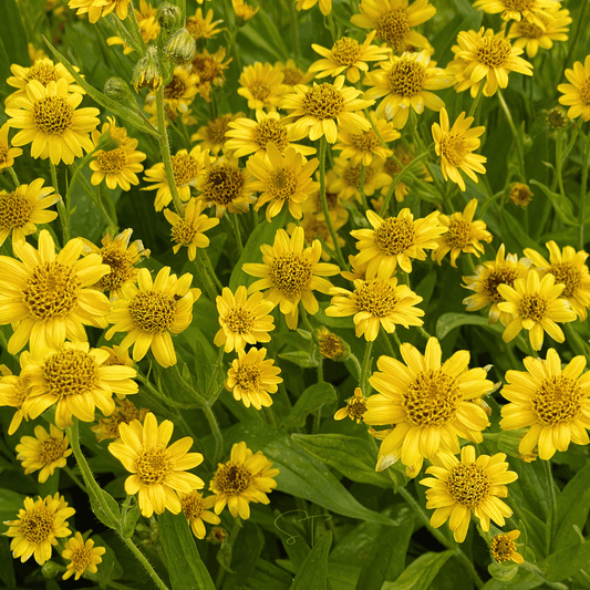 Meadow Arnica – 20 Seeds