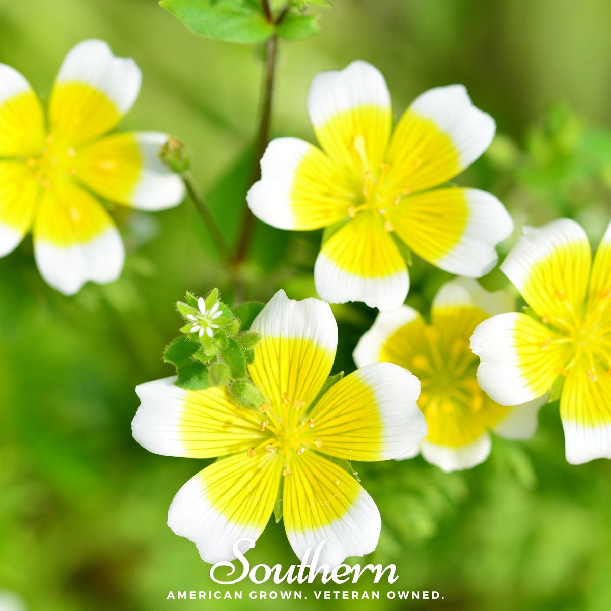 Meadowfoam (Poached Egg Plant) – 50 Seeds