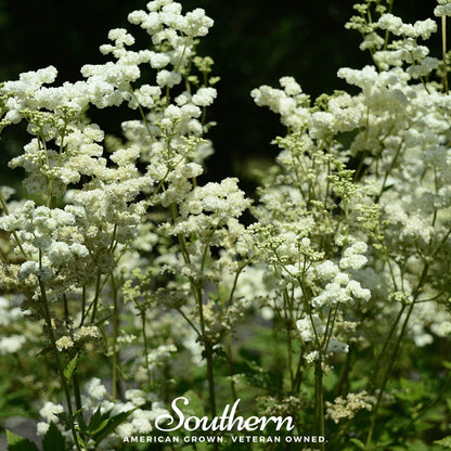 Meadowsweet – 50 Seeds