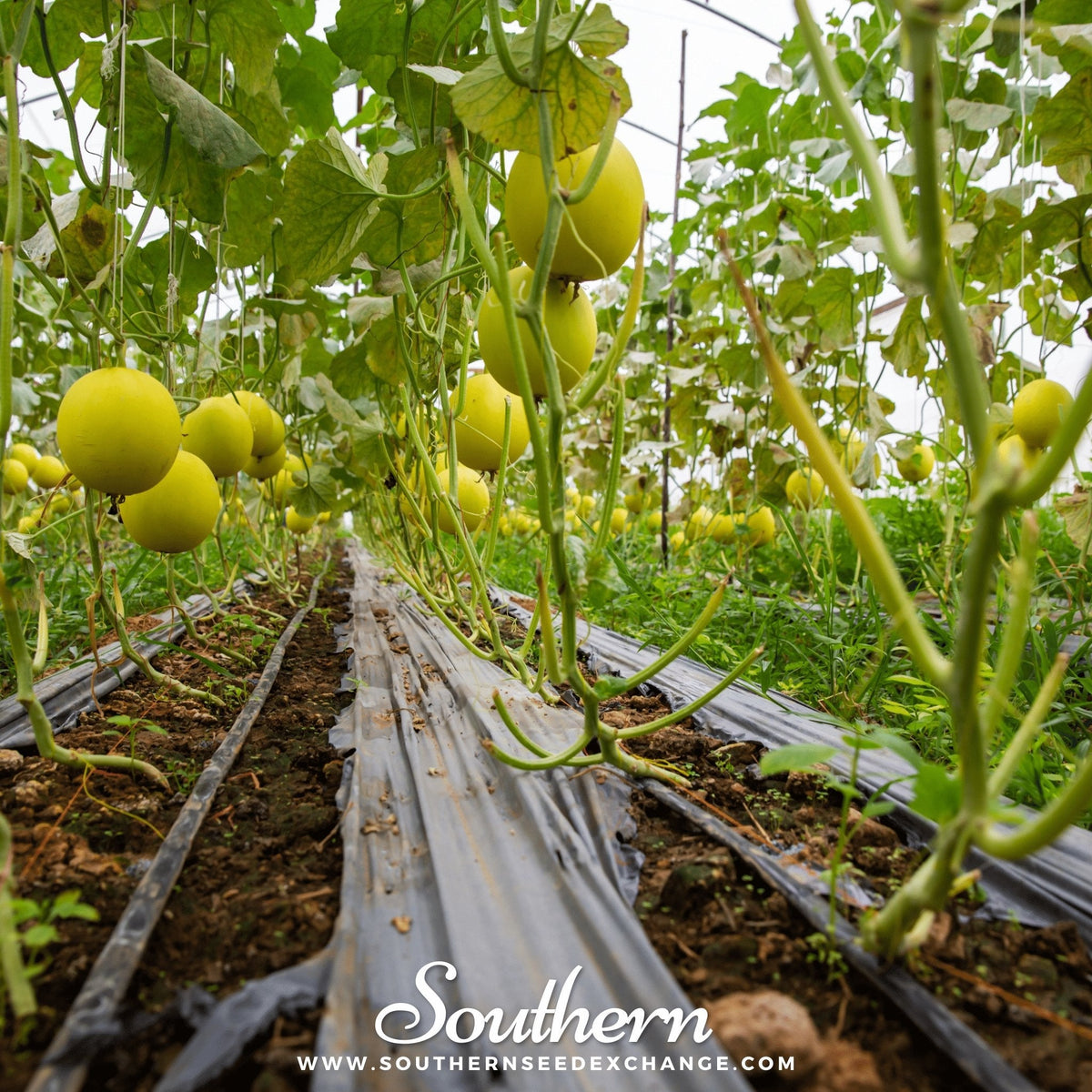 Canary Melon – 25 Seeds