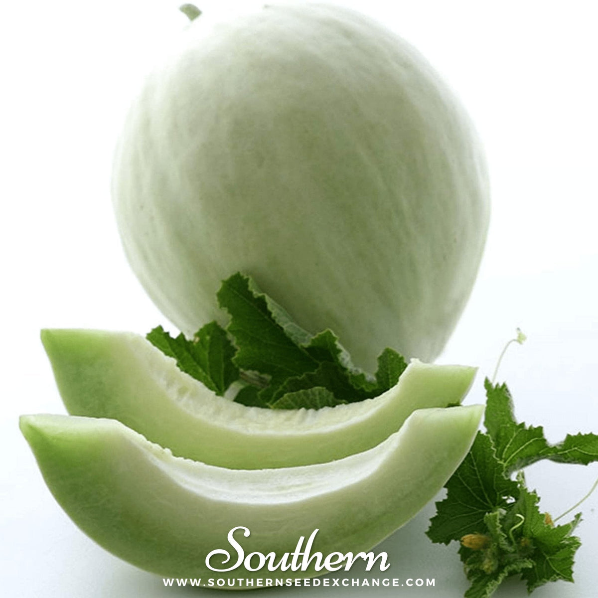Green Flesh Honeydew Melon – 20 Seeds