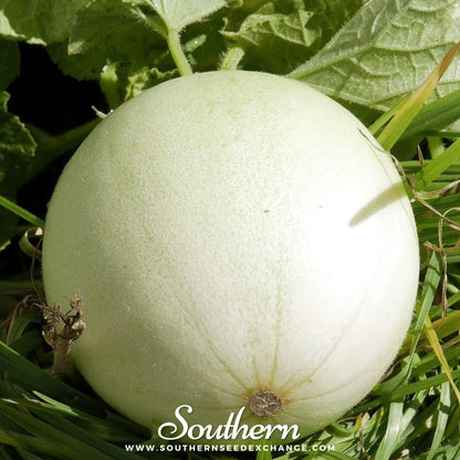 Green Flesh Honeydew Melon – 20 Seeds