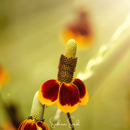 Mexican Hat – 100 Seeds