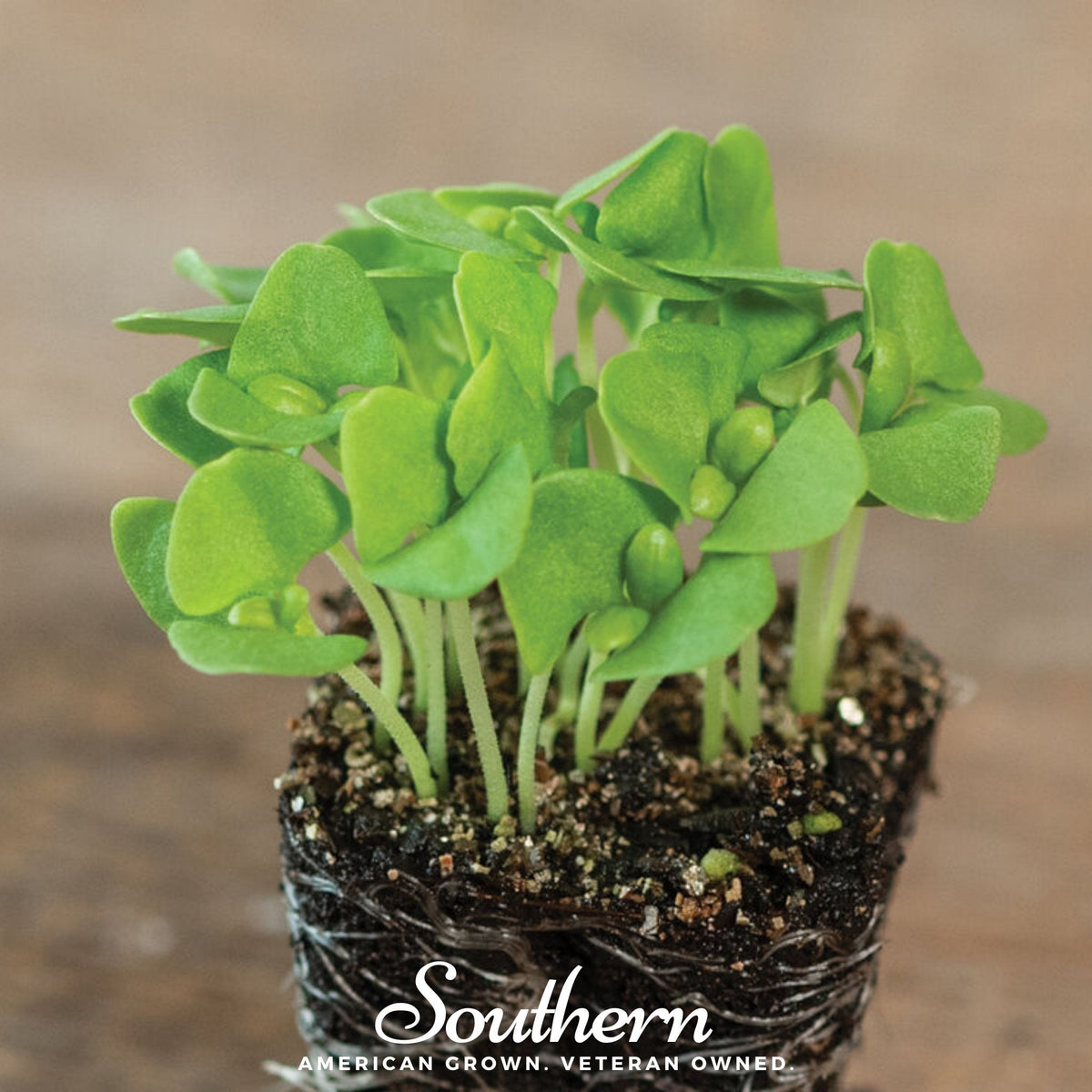 Basil Genovese Microgreen – 8 grams