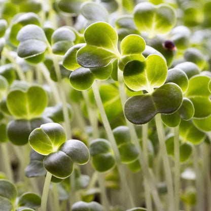 Broccoli Microgreens – 10 grams