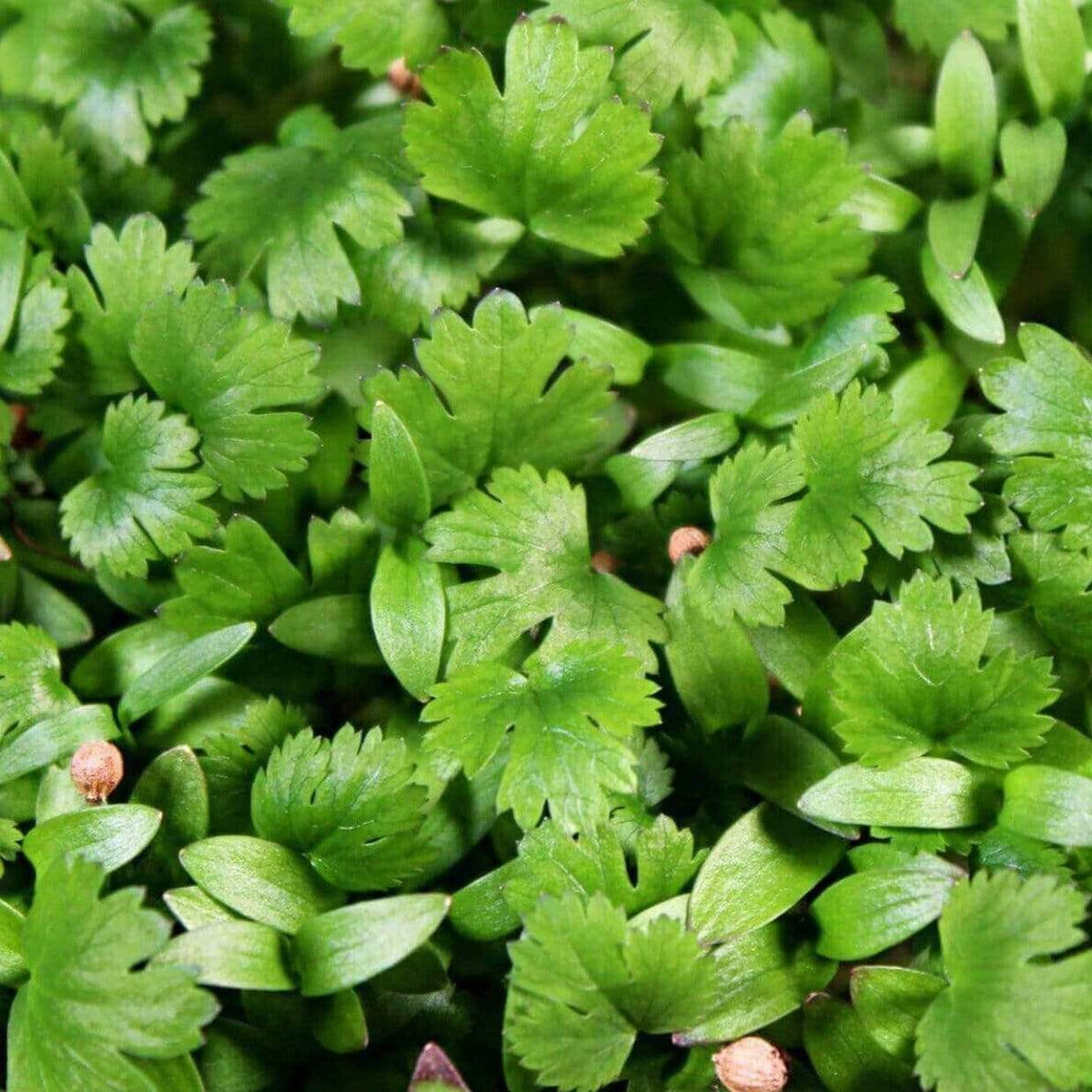 Cilantro Microgreens – 10 grams