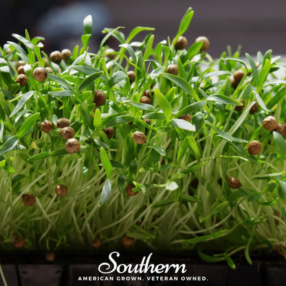 Cilantro Microgreens – 10 grams