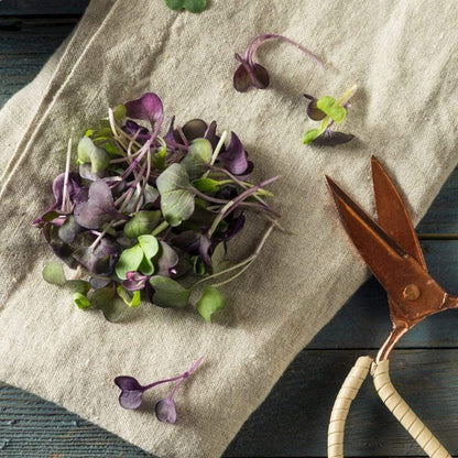 Confetti Radish Microgreen – 10 grams