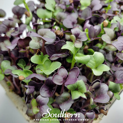 Confetti Radish Microgreen – 10 grams