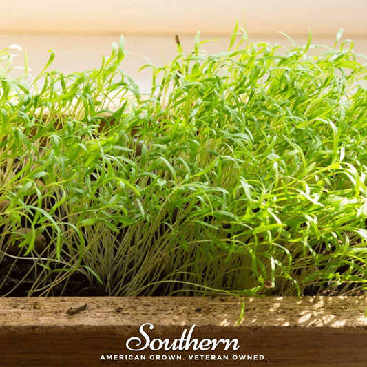 Dill Microgreen – 8 grams