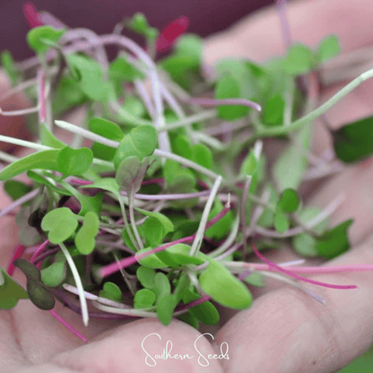 Salad Mix Microgreen – 5 Variety Mix – 8 grams