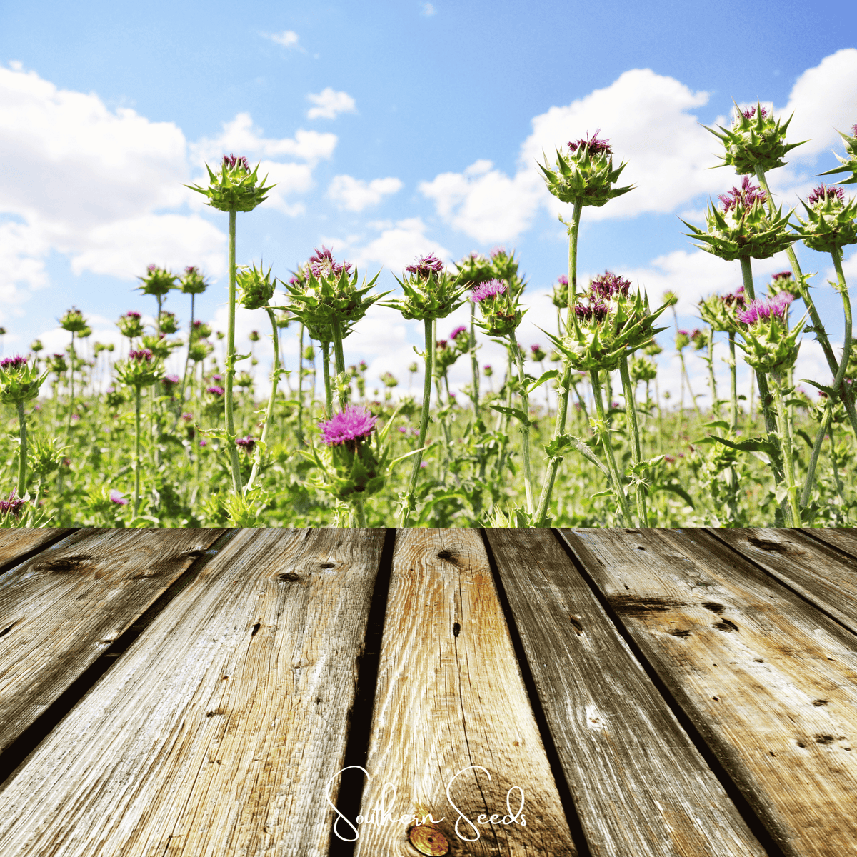 Milk Thistle – 20 Seeds
