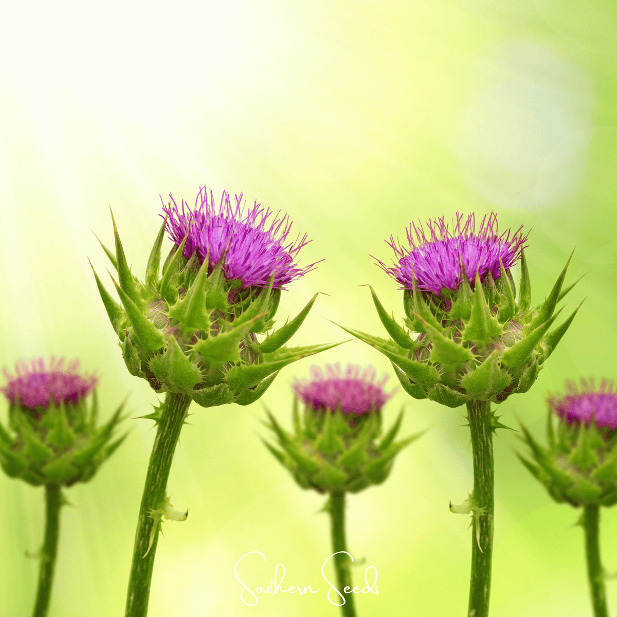 Milk Thistle – 20 Seeds