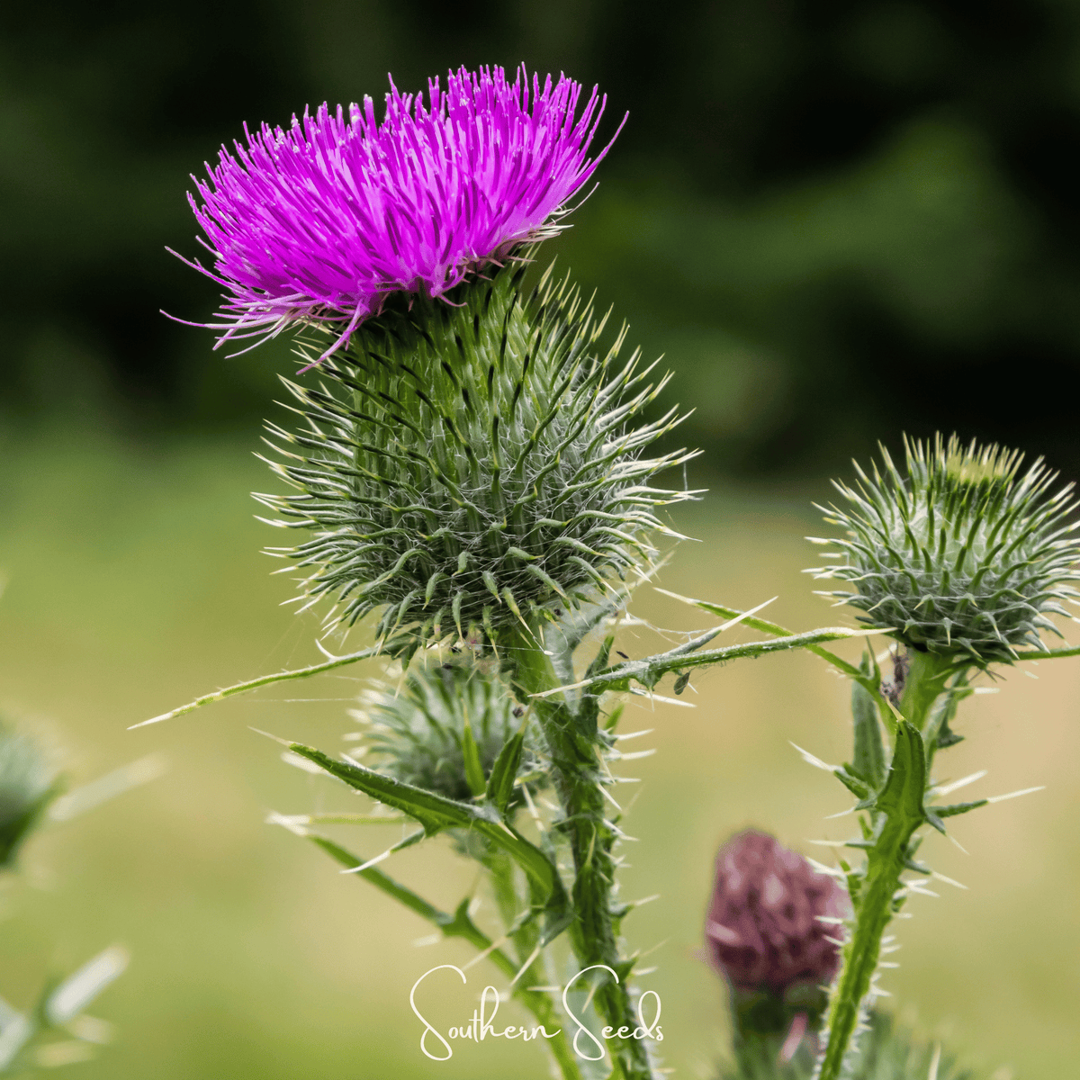 Milk Thistle – 20 Seeds