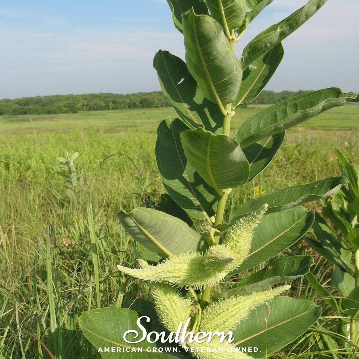Common Milkweed – 50 Seeds