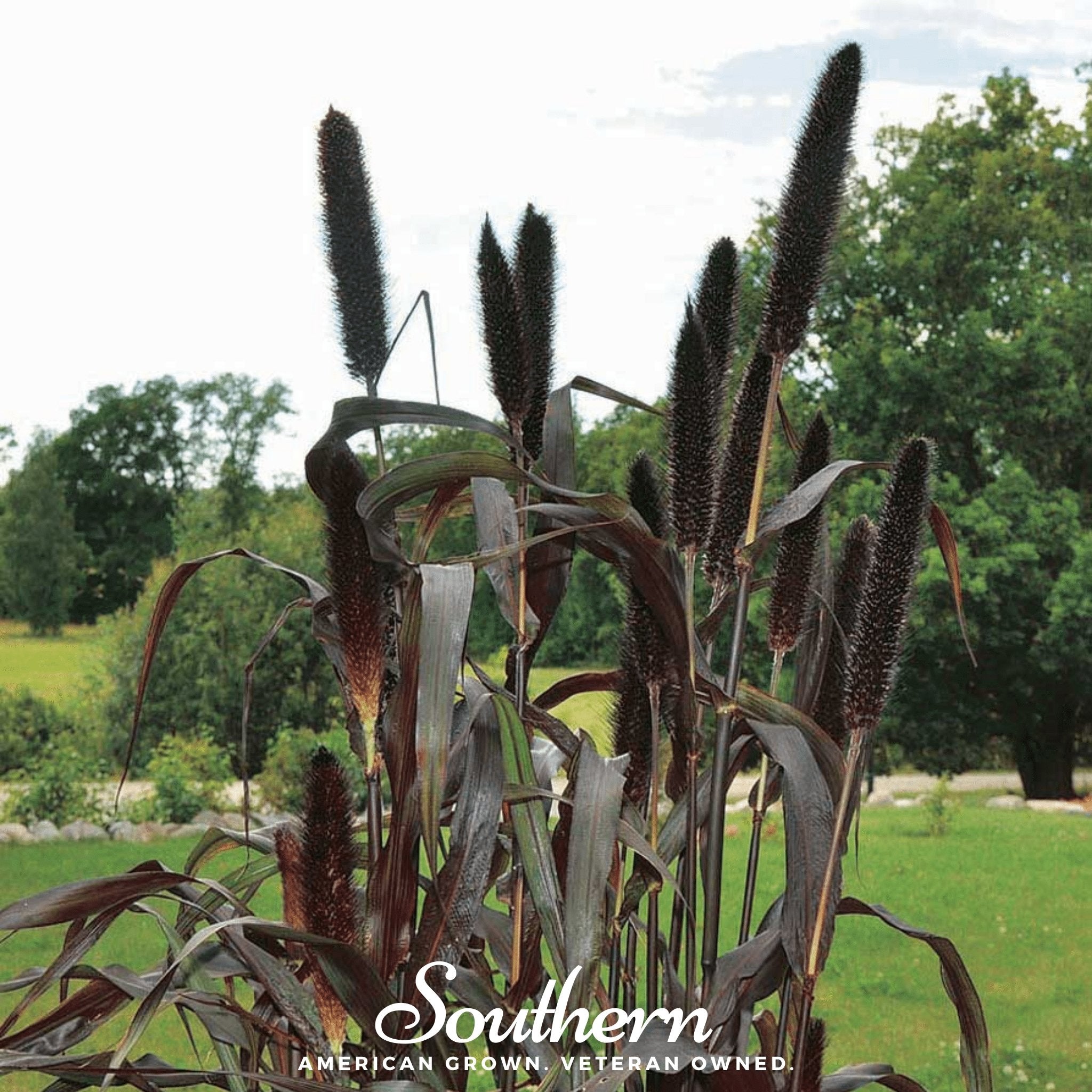 Purple Majesty Millet – 10 Seeds
