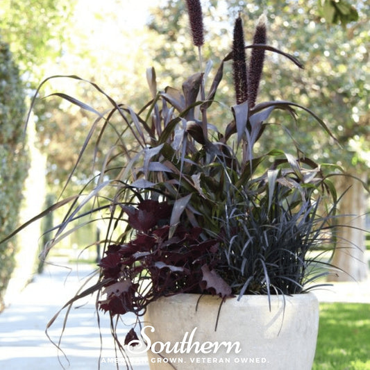 Purple Majesty Millet – 10 Seeds