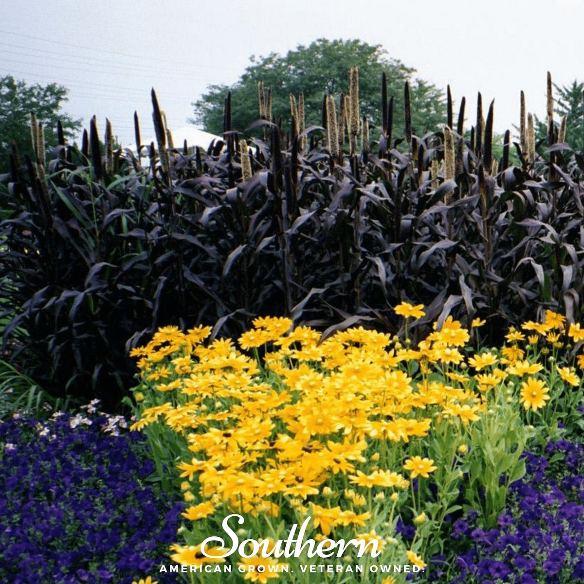 Purple Majesty Millet – 10 Seeds