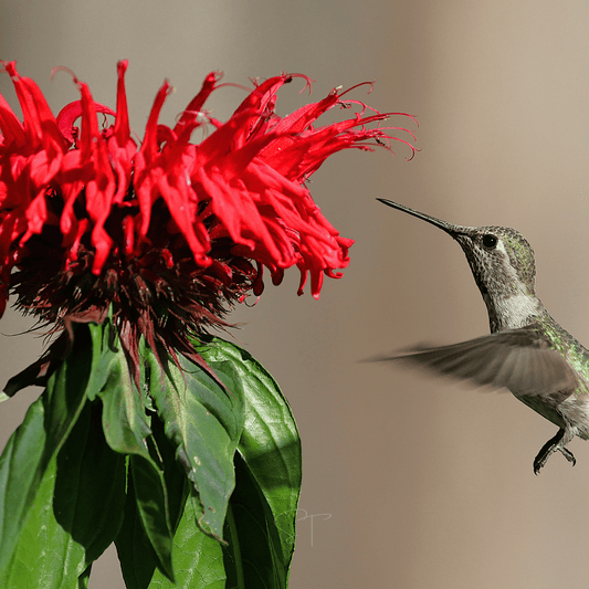 Monarda Bee Balm Mix – 20 Seeds