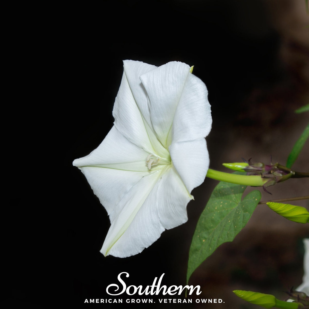 Moonflower – 25 Seeds