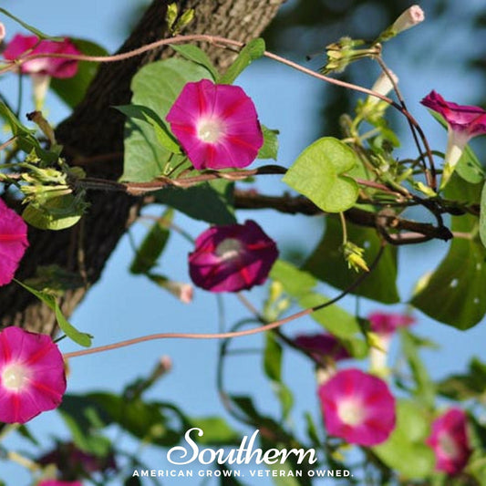 Scarlett O’Hara Morning Glory – 50 Seeds