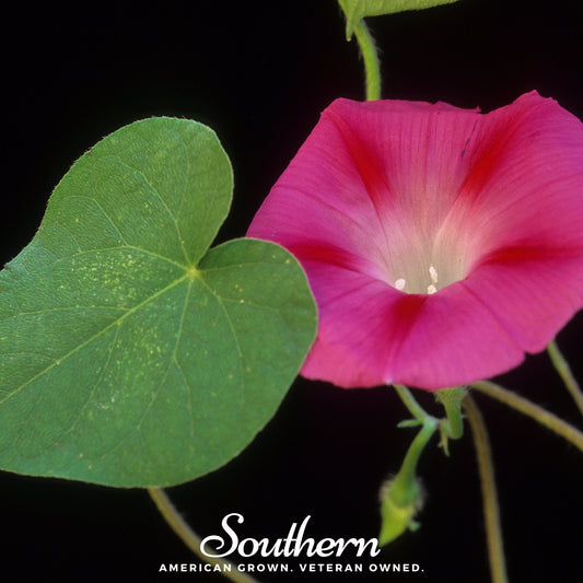 Scarlett O’Hara Morning Glory – 50 Seeds
