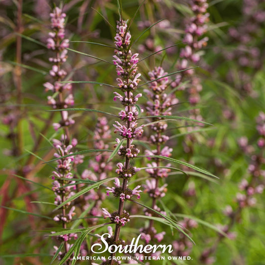 Motherwort – 50 Seeds
