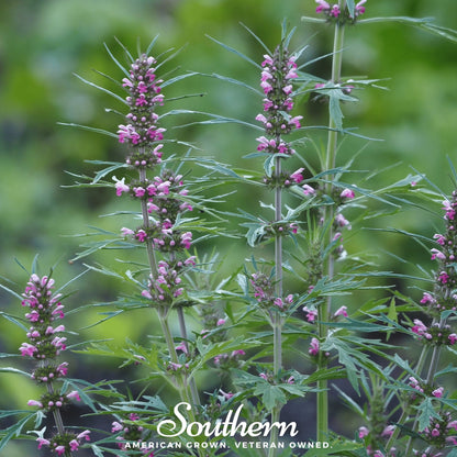 Motherwort – 50 Seeds