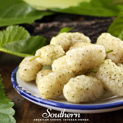 White Mulberry – 50 Seeds
