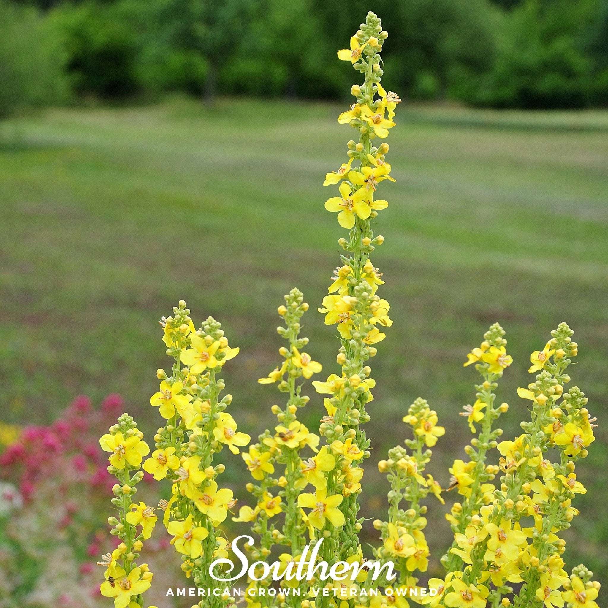 Mullein – 100 Seeds