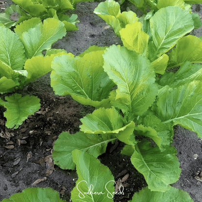 Florida Broadleaf Mustard – 250 Seeds
