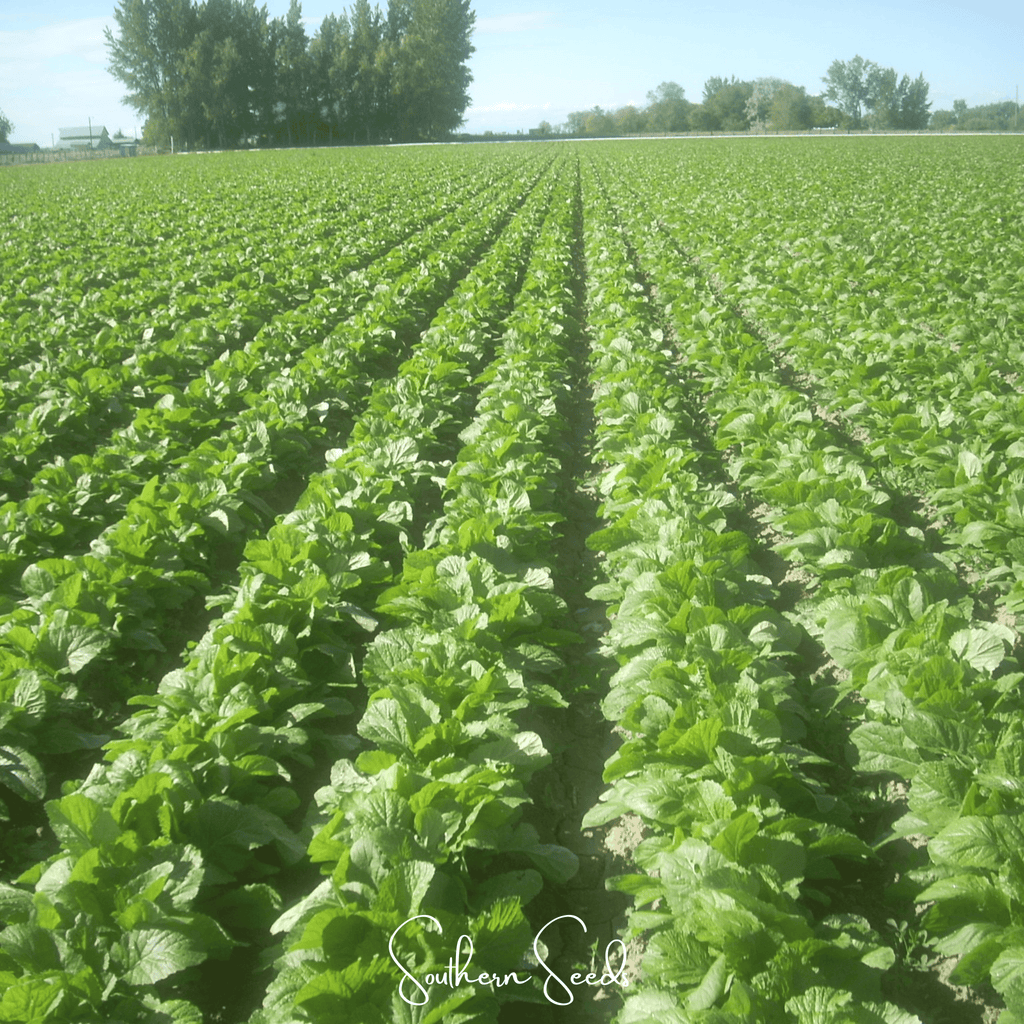 Florida Broadleaf Mustard – 250 Seeds