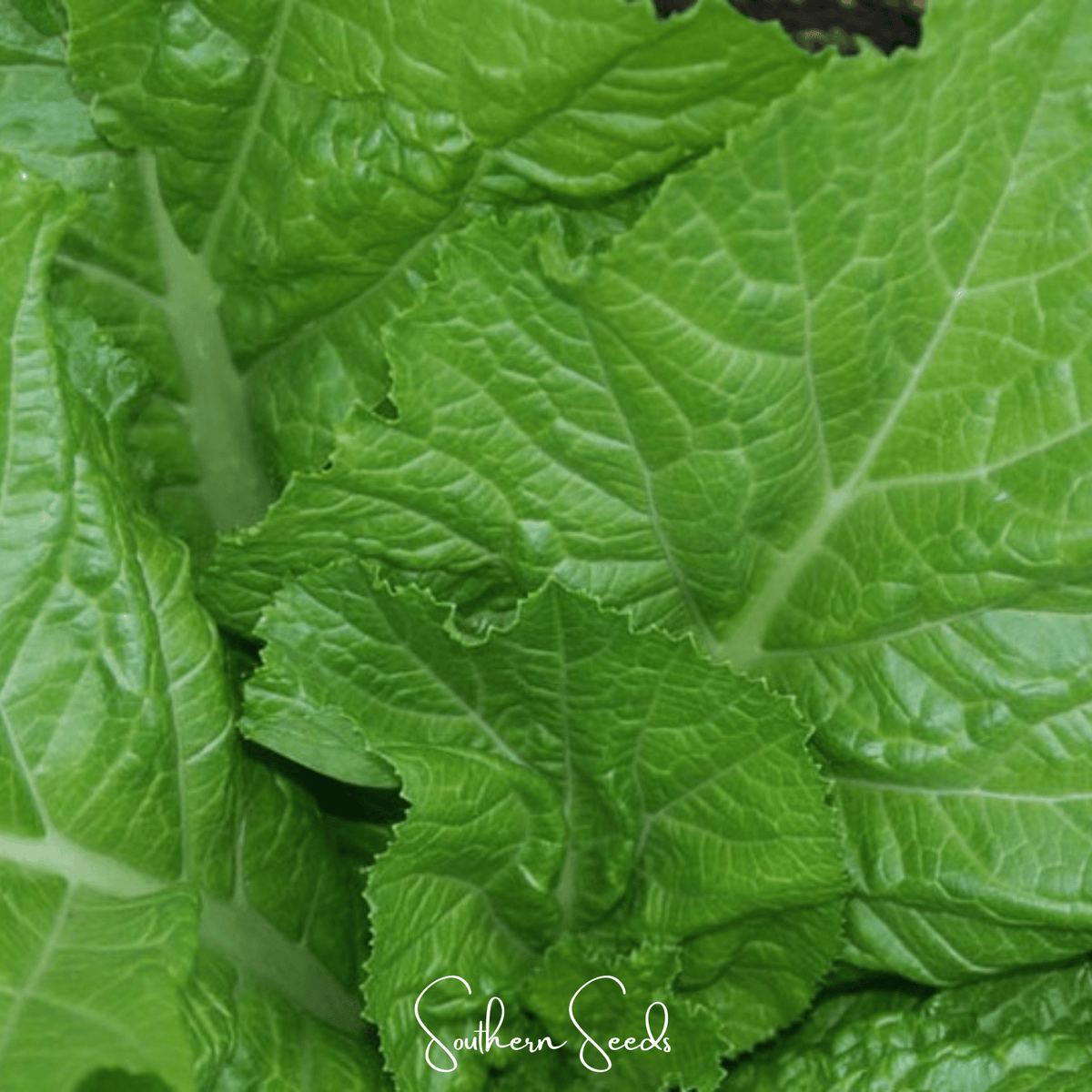 Florida Broadleaf Mustard – 250 Seeds