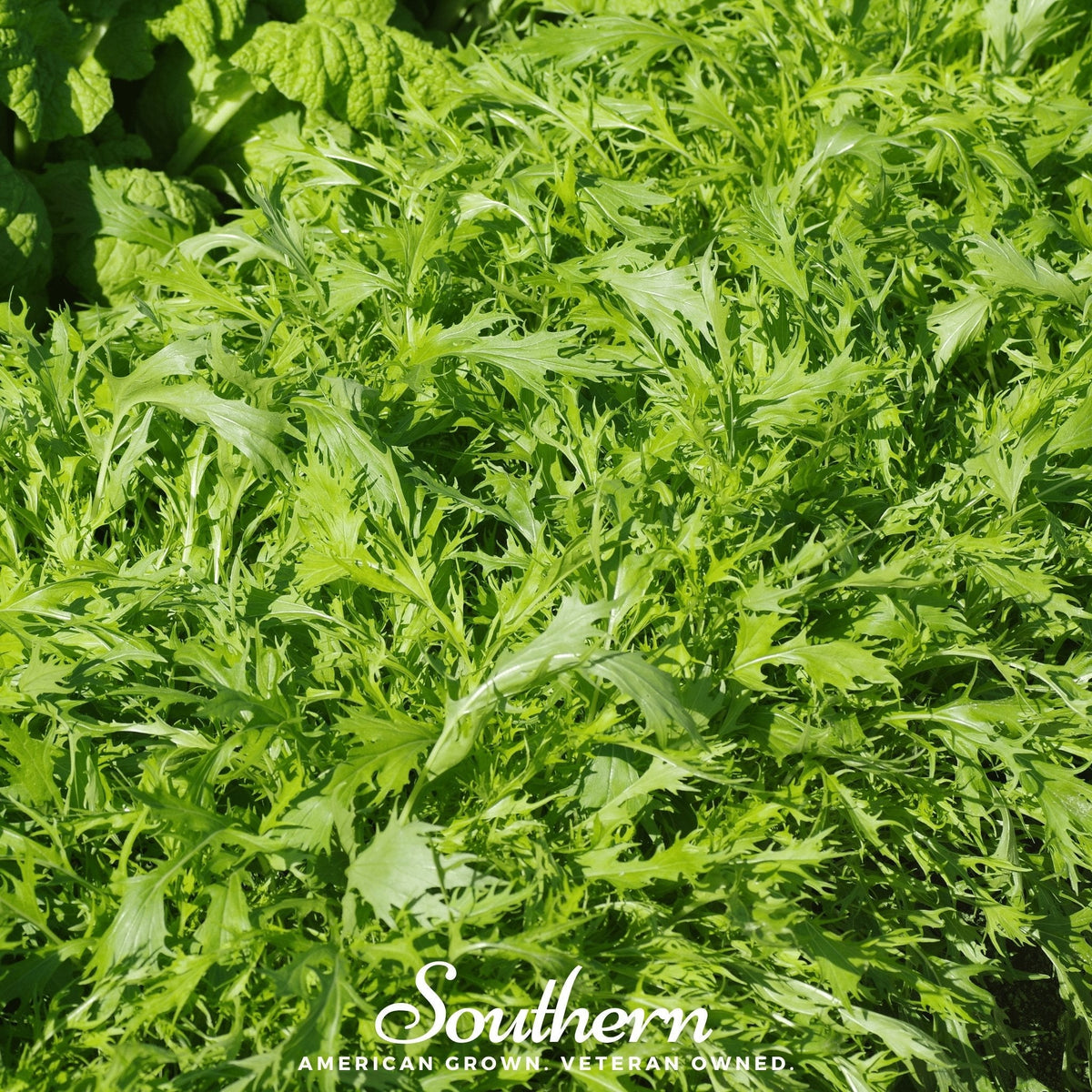 Mizuna Early Mustard – 100 Seeds